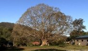 White Fig Tree