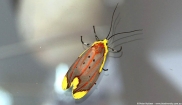 Moth on Window