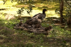 Australian Wood Duck Family