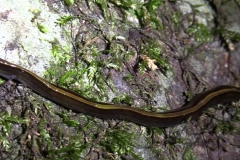 Bicolour Flatworm