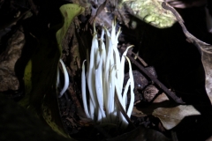 Clavarioid Fungi
