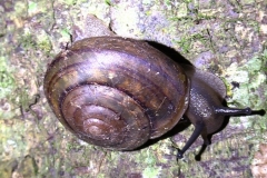 Fraser's Banded Snail