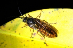 Thynnine Wasp