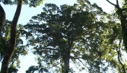 Giant Strangler Fig Tree
