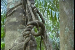 Knotted Vine