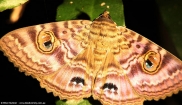 Granny's Cloak Moth