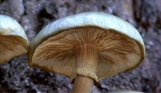 Australian Honey Fungus