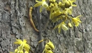 Climbing Orchid