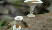Spinning Top Fungi