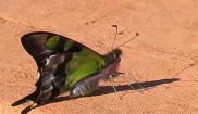 Macleay's Swallow-tail Butterfly