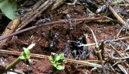 Jumper Ants Nest