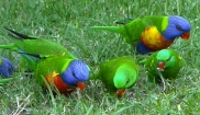 Rainbow and Scaly-breasted Lorikeets
