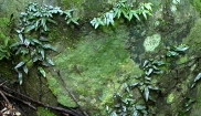 Detail of a Rainforest Rock