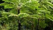 Tree Ferns