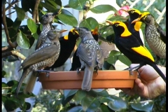 Regent Bowerbirds