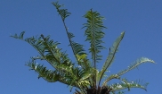 New Growth on a Cycad