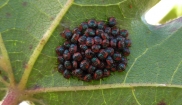 Cotton Harlequin Bug Nymphs