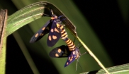 Black-headed Wasp Moths