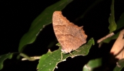 Evening Brown Butterfly