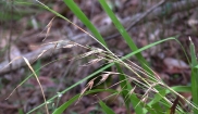 Weeping Rice Grass