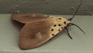 Erebidae Moth