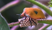 Cotton Harlequin Bug