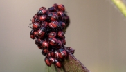 Cotton Harlequin Bug Nymphs