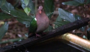 Brown-capped Emerald Dove