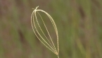 Feather-top Rhodes Grass