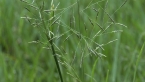 Elastic Grass