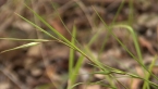 Three-awn Grass