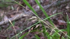 Tamborine Gorge 5 - Weeping Rice Grass