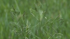 Elastic Grass