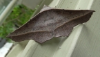 Ribbed Wine Moth