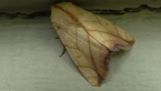 Transverse Moth