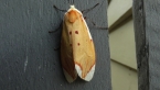 Male Lacturid Moth