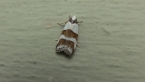 Oecophoridae Moth