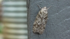 Depressariidae Moth