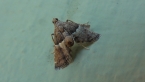 Snout Moth