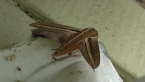 Impatiens Hawk Moth