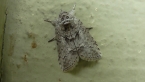 Nolidae Moth