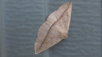 Bracken Moth