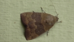 Nolidae Moth