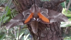 Gum Tree Hawk Moth
