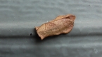 Totricidae Moth