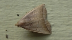 Crescent Moth