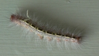 Lappet Moth Caterpillar