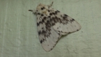 Australian Gypsy Moth