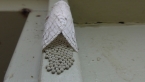 Perfect Tussock Moth Egg-laying