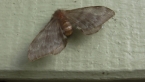 Eupterotidae  Moth